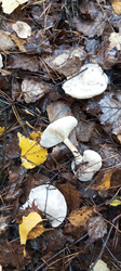 image.thumb.png.d400da9629a06f2d10a6a39acc35d540.png