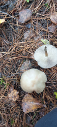 image.thumb.png.e9903b87ae12265465f87fab278e6253.png