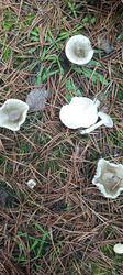 image.thumb.png.f805fc30459136ae8264ceea2d555208.png