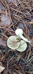 image.thumb.png.fdf68cb6c750dbc3e6590e4b33ac0dec.png