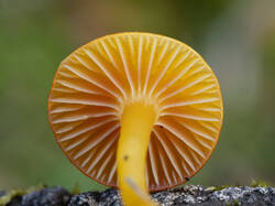 insipida2.thumb.jpg.162996217b2b7c523c4d06e876772d33.jpg