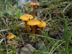 insipida4.thumb.jpg.8362b5f4524d9b1ad9ac93291477d6fb.jpg