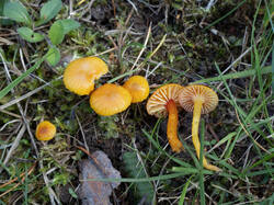 insipida6.thumb.jpg.80690fa900e0a0324081ef6ade544d57.jpg