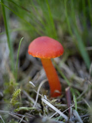 miniata10.thumb.jpg.d854ce2457cd63fa2774070cb34644d5.jpg