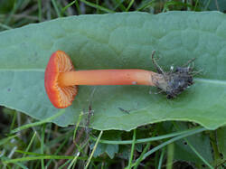 miniata11.thumb.jpg.393064b881417f9ec9688e063edfa130.jpg
