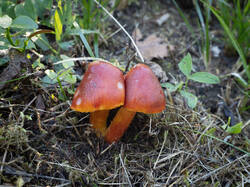punicea0.thumb.jpg.b54ca41d36912deb6c692082112543e2.jpg