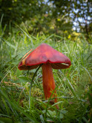 punicea1.thumb.jpg.3bfd80e80b3f9a56dd71d45ce0dc9a05.jpg