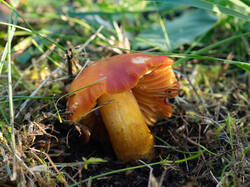 punicea3.thumb.jpg.7406319024edeb60b699138d502a7866.jpg