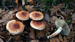 10010450_Hypholoma_lateritium__20251112.thumb.JPG.9c79f42457cbe80086c817adde3a405a.JPG