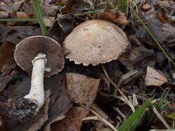 1067603396_Agaricussilvaticus(8).thumb.JPG.1ba5864709ea6004f78238d035ba729c.JPG