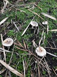 WhatsApp Image 2025-11-27 at 17.06.58.jpeg