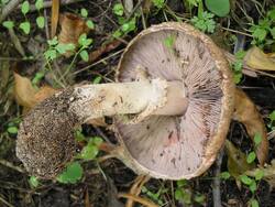 1422242938_Agaricussilvaticus(2).thumb.JPG.2fc889df77d7ce7bca201665e41e102c.JPG