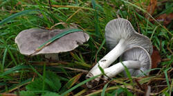 1477928658_Tricholoma_terreum__202501027.thumb.JPG.c9fa0a6ca9d3581ad401fcc757d47984.JPG