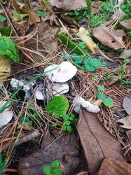 WhatsApp Image 2025-11-07 at 14.21.13.jpg