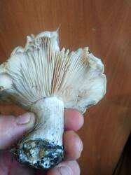 WhatsApp Image 2025-11-11 at 11.54.56.jpg