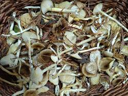 Гигрофор поздний.jpg