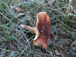 1787571076_-Tricholomafulvum(2).thumb.JPG.395fa8e0e886a2cd61e92d68bc1c4f68.JPG
