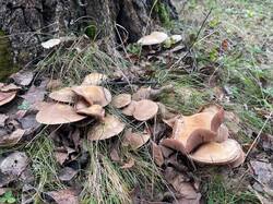 IMAGE 2025-11-14 15:51:04.jpg