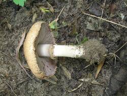 1933785442_Agaricussilvaticus(1).thumb.JPG.c0a8c64dfc7f8ccb8bc219a071d00cd2.JPG
