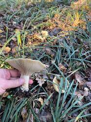 IMAGE 2025-11-05 15:45:49.jpg