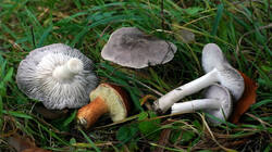 2020370742_Tricholoma_terreum__2025_01027.thumb.JPG.9198a11a700f2ff36575ac71c7c6cbc4.JPG