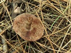 2035392903_Agaricussilvaticus(5).thumb.jpg.adbd7fcf97c7ccdc5aae066b1a3f2183.jpg