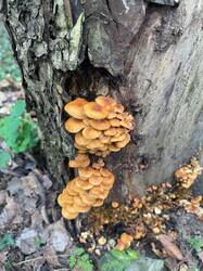 IMAGE 2025-11-14 15:50:58.jpg