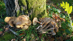 28606424___Armillaria_mellea.thumb.JPG.7adb74b31f59857134d5a9a9572bad1a.JPG