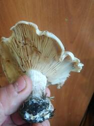 WhatsApp Image 2025-11-11 at 11.54.56 (1).jpg