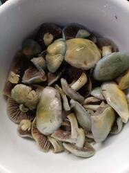 Строфарии ноябрские.jpg