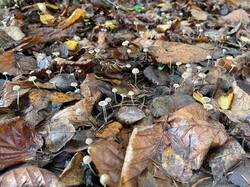 IMAGE 2025-11-05 15:45:54.jpg