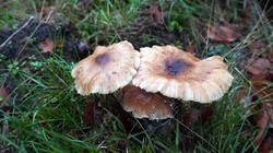 589346238_Armillaria_mellea_.thumb.JPG.d0be44b777ae02c36c37856180f8c0aa.JPG