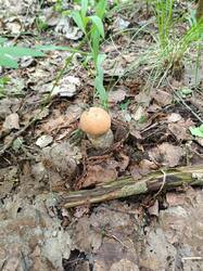 Изображение WhatsApp 2025-06-10 в 20.06.12_7aff99a1.jpg