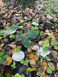 IMAGE 2025-11-05 15:45:52.jpg