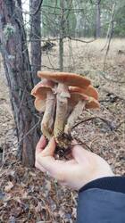 photo_2025-11-29_16-33-18 (2).jpg