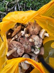 WhatsApp Image 2025-11-27 at 17.06.58 (1).jpeg