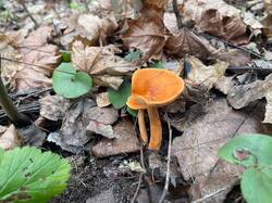 IMAGE 2025-11-14 15:51:01.jpg