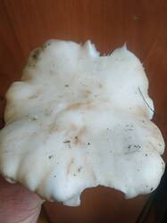 WhatsApp Image 2025-11-11 at 11.54.57.jpg