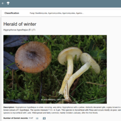 93529497_2025-11-1400_20_17-Frost-sneglehat(Hygrophorushypothejus)MozillaFirefox.thumb.png.2c68577db621f9cc5a4f42822a9cec2a.png