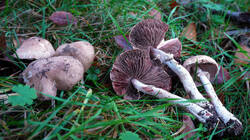 Agaricus_sylvaticus_AWP_20251115.thumb.JPG.12a090a04c3c8613c61ddf02944f6300.JPG
