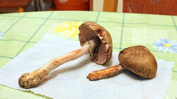Agaricus_sylvaticus_AWP_2025_1115.thumb.JPG.bf9301c18161b5094ec06df3b5be2071.JPG
