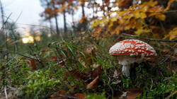 Amanita_muscaria.thumb.JPG.be085719da0698eca14aaf1ac4e4dade.JPG