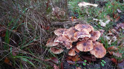 Armillaria_mellea.thumb.JPG.4eccb1db772ab3e5bd87c9239d047c98.JPG