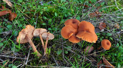 Laccaria_laccata_sp.thumb.JPG.a4b09ec13c5cf2436626e71b7e79f62f.JPG