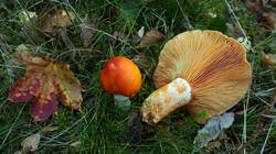 Lactarius_deliciosus_AWP_20251029.thumb.JPG.91f892af47046f6b56a51c585e5900cd.JPG