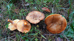 Lactarius_deliciosus_AWP_202510_29.thumb.JPG.d39e59611d005a7bb4758bdab77ffcff.JPG