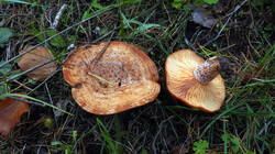 Lactarius_deliciosus_AWP_2025_1029.thumb.JPG.6c9caeccbce145203226ac4cb27e4e5a.JPG