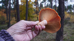 Lactarius_deliciosus_AWP_2025_10_29.thumb.JPG.1928fac2892f929e22ac0d913c2b7b11.JPG