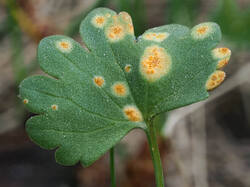 Puccinia_magnusiana_1_SAE_20250430.thumb.jpg.b2431fb5655fbb34419b975f7075c710.jpg
