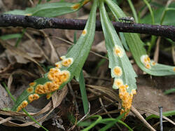 Puccinia_magnusiana_5_SAE_20250430.thumb.jpg.805f218e533e9c01aca4217e4cee638a.jpg